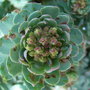 Rhodiola rosea - close-up of shoot (Rhodiola rosea)