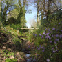 woodland garden