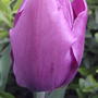 Purple tulip (tulipa triumph 'Purple Prince')
