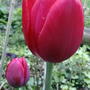 Red tulip (Tulipa triumph 'Red Revival')