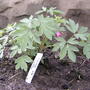 Bleeding heart (Dicentra eximia (Bleeding Heart))