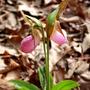 Ladys_slipper__small_