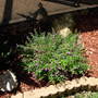 Mexican Heather (Cuphea hyssopifolia)