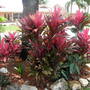 Croton (Croton)