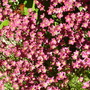 044.jpg Saxifrage