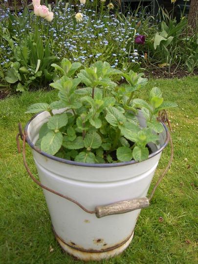 Apple Mint (Mentha suaveolens (Apple mint))