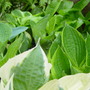 Hostas in the woodland area.May 2008.