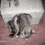 one of my cats 
