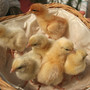 Something Completely non gardening - 4 day old Chicks