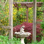 kerria plentiflora behind jap. maple
