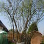 My veg garden photo 4