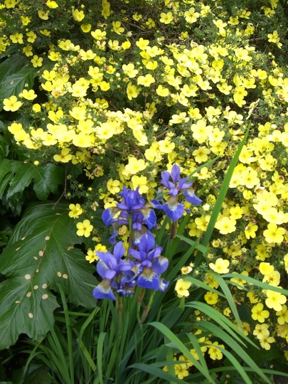 Yellow and Blue