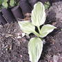 2008-05-07_hosta_albo_marginata