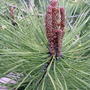 Red pine 'flowers' (Pinus resinosa)