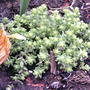 Sedum acre 'Aureum'