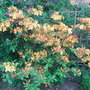 Azalea__george_reynolds_