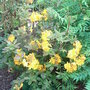Azalea__golden_lights_