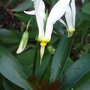 Dodecatheon meadia 'Alba' (Dodecatheon meadia)