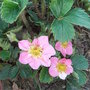 Fragaria 'Pink Panda' (Fragaria 'Pink Panda')