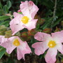 Cistus 'Silver Pink' (Cistus x argenteus)
