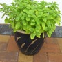 Oregano Golden (Origanum vulgare Aureum)