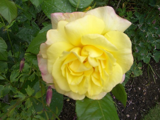 Floribunda Rose ' Chinatown'