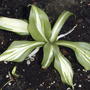 Hosta grown from rootstalk, unknown cultivar (Hosta)