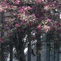 next slideshow photo