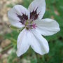 Erodium