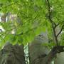 What_tree_a