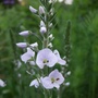 Veronica 'Tissington White'