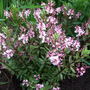 Hebe 'Pink Paradise'