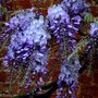 Plant Portraits - In A Friends Garden