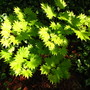 acer  'aureum'  golden full moon