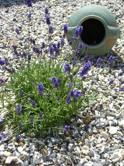 Lavender ' Hidcote ' (Lavandula angustifolia Hidcote)