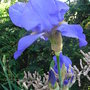 Bearded_iris_-_1