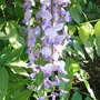 Wisteria floribunda 'Macrobotrys' - close-up (Wisteria floribunda)