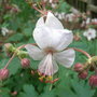 Geranium macrorhizum 'Snow Sprite' (Geranium macrorhizum)