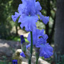 Ultra-violet_iris