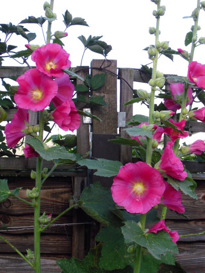 Hollyhocks 1
