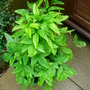 Nandina Domestica (Nandina domestica (Heavenly bamboo))