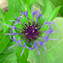 Centaurea montana