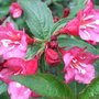 Weigela 'Bristol Ruby' (Weigela 'Bristol Ruby')