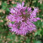 Allium__purple_sensation_