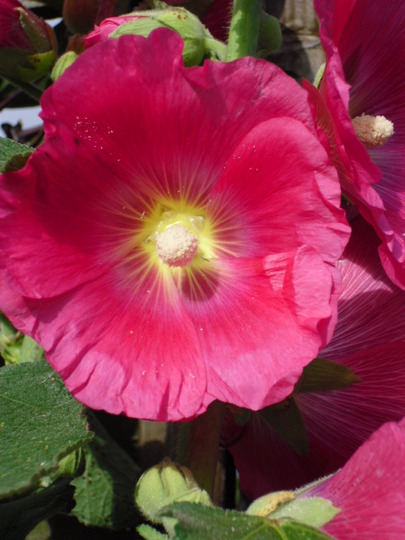 Hollyhock - Dark Pink