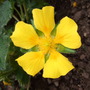 Potentilla 'Gold Sovereign' (Potentilla 'Gold Sovereign')