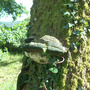 A Bracket Fungus