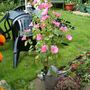old watering can 