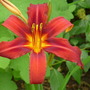 Daylily 'Crimson Pirate'