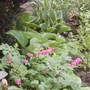 Dicentra___hostas